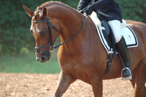 Cedar Rose Stables, Canada